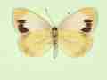Pieris napi female (aberrant form funebris, verso) (Internet Image property of respective owner, non-commercial use only)